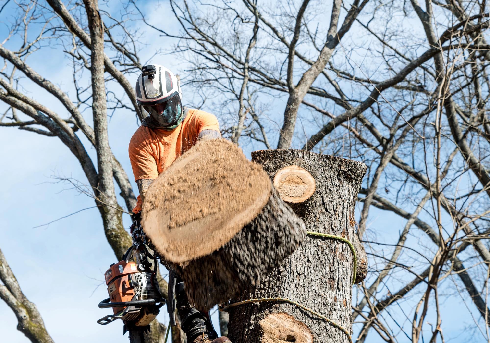 Tree Cutting Manawatu | Trusted & Affordable Tree Cutting